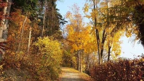 Kolory jesieni, fot. Paulina Wierzbicka