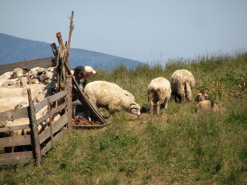 fot. Wikipedia, autor - Mariuszjbie, Dojenie owiec