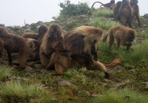 Etiopia małpy